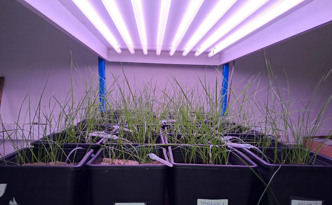 pot trials BioDEN