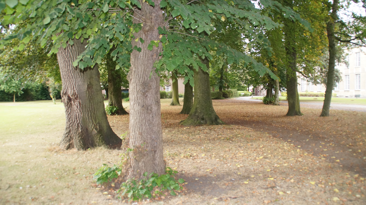 bomen